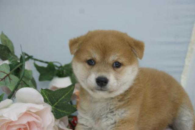 柴犬