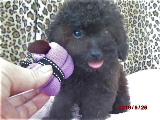 トイプードルTカップからタイニーサイズ