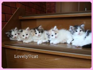 Lovely♡cat