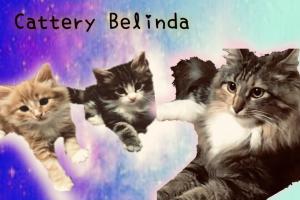 Cattery-Belinda