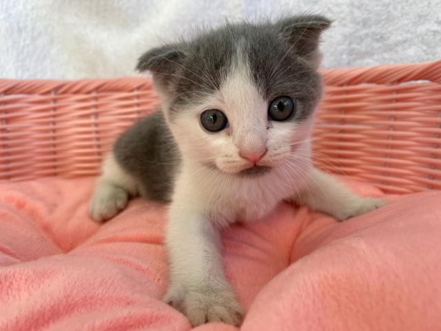 スコティッシュフォールド