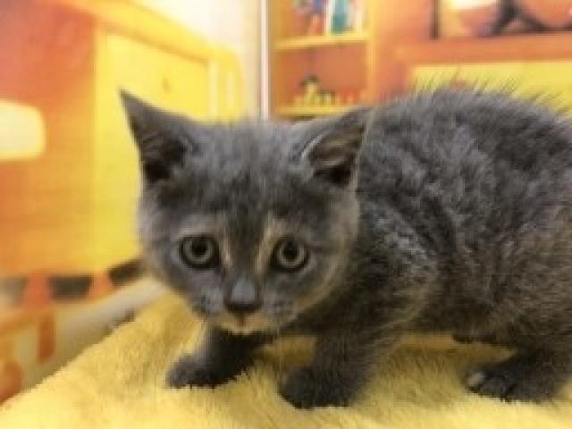 ブリティッシュショートヘア