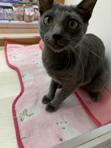 ロシアンブルー