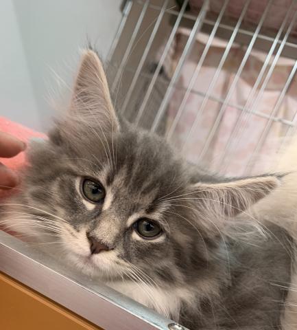 ノルウェージャンフォレストキャット