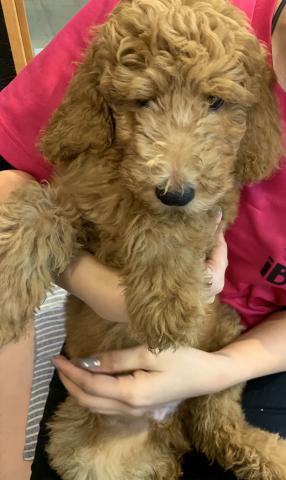 スタンダードプードル