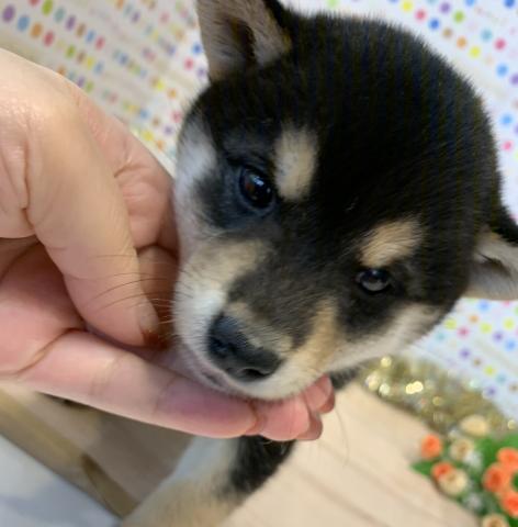 柴犬