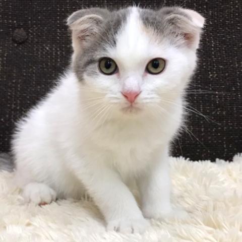 スコティッシュフォールド