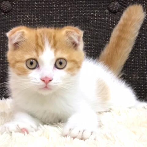 スコティッシュフォールド