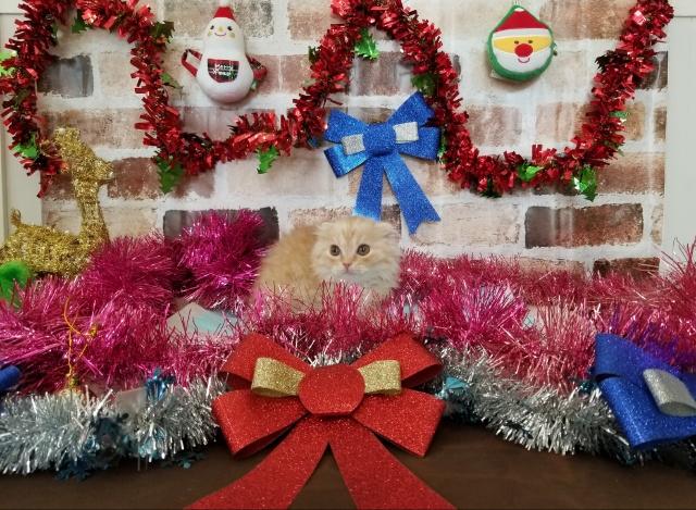 スコティッシュフォールド