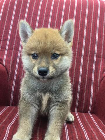 柴犬