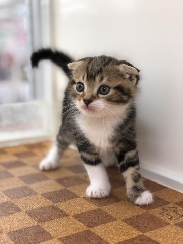 スコティッシュフォールド