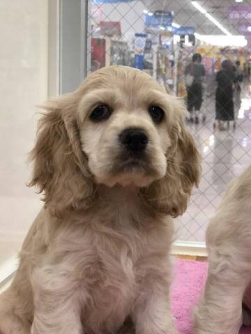 アメリカンコッカースパニエル