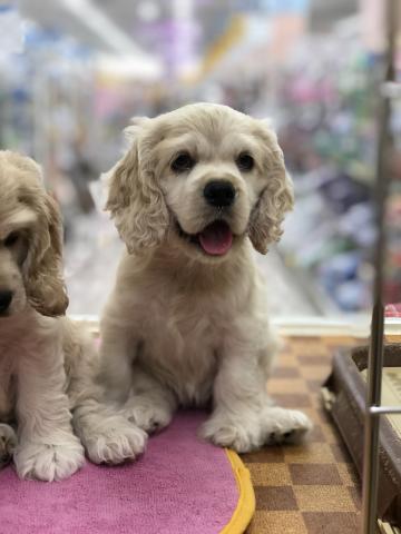 アメリカンコッカースパニエル