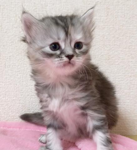ミヌエット（旧ナポレオン）