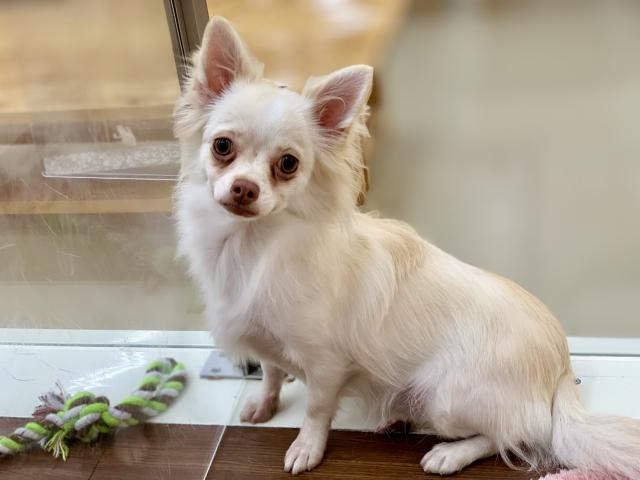 ビバペッツ深谷店 埼玉県 子犬や子猫たちのペット販売情報が満載 ペットステーション