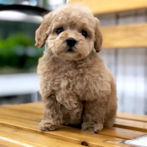 トイプードル