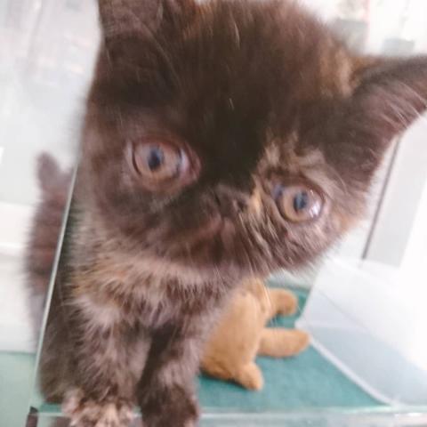 エキゾチックショートヘアー