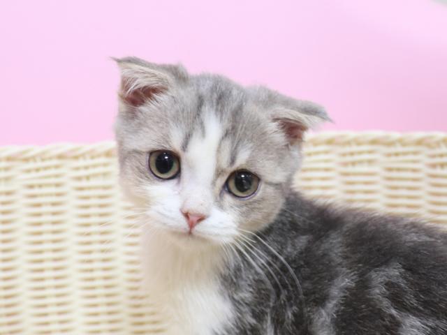 スコティッシュフォールド