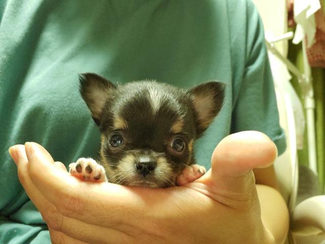 チワワ(ロングコート)