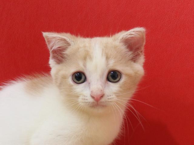 スコティッシュフォールド