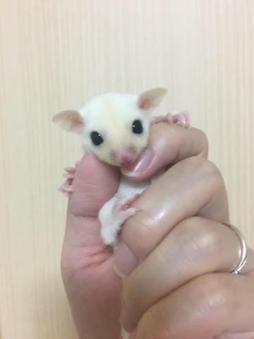 フクロモモンガ リューシ