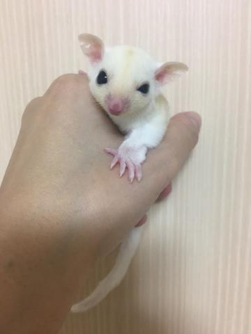 フクロモモンガ リューシ