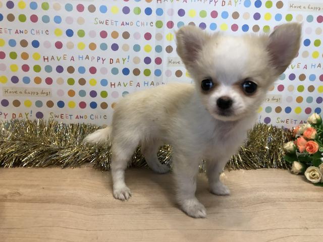 チワワ（ロングコート）