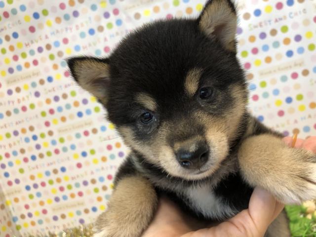 柴犬