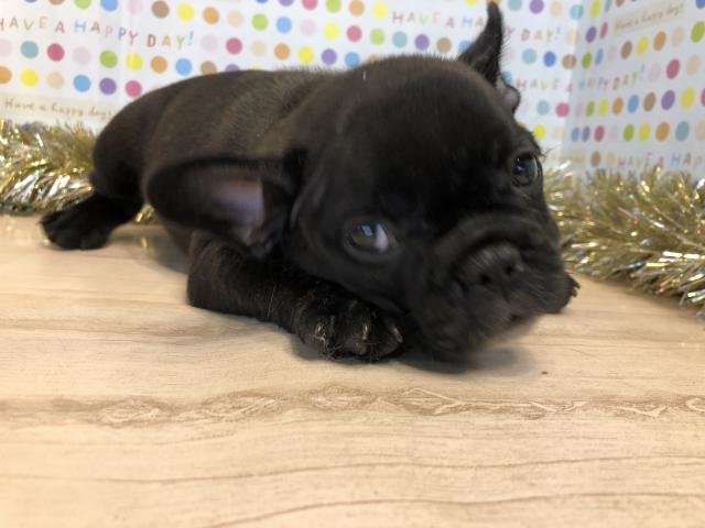 フレンチブルドッグ