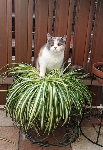 この～木なんの木　気になる木～♬