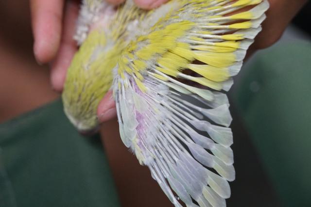 パリッドイノの綺麗な羽色