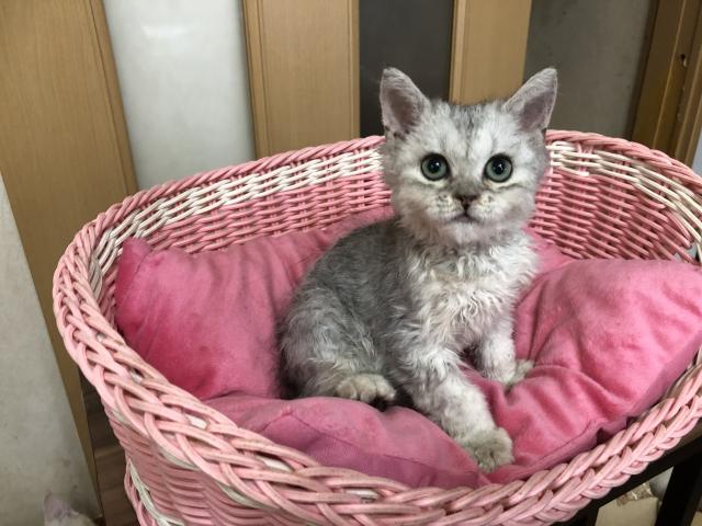 セルカークレックス