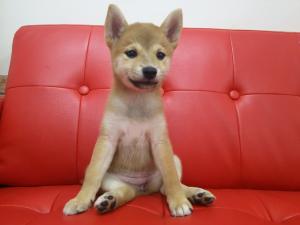柴犬