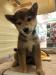 柴犬