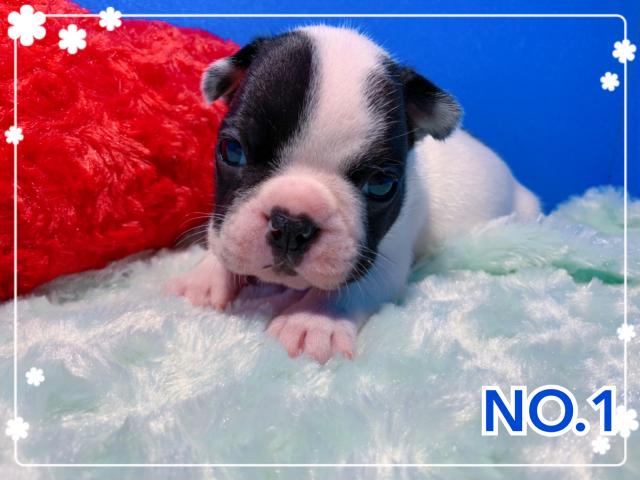 フレンチブルドッグ