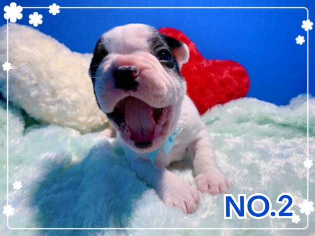 フレンチブルドッグ