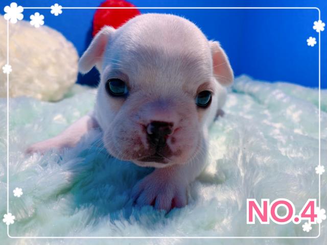 フレンチブルドッグ