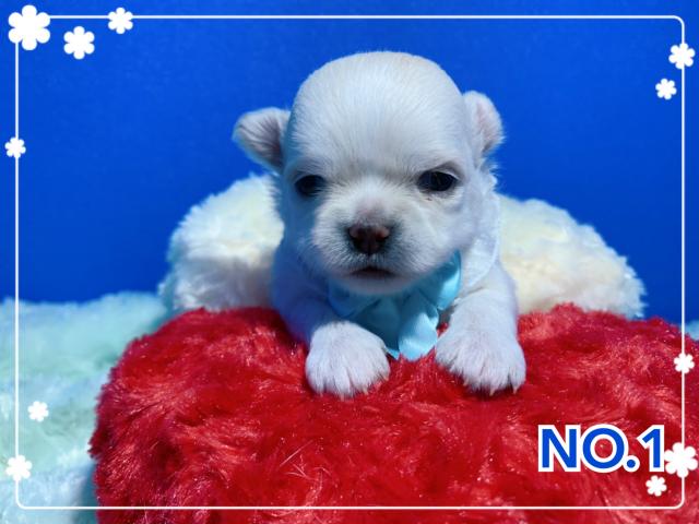 チワワ(スムースコート)