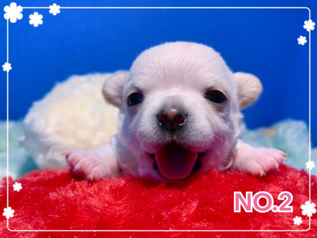 チワワ(スムースコート)