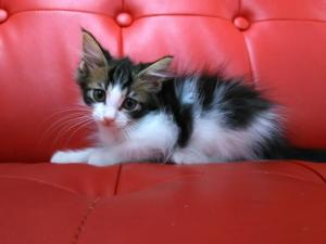 ノルウェージャンフォレストキャット