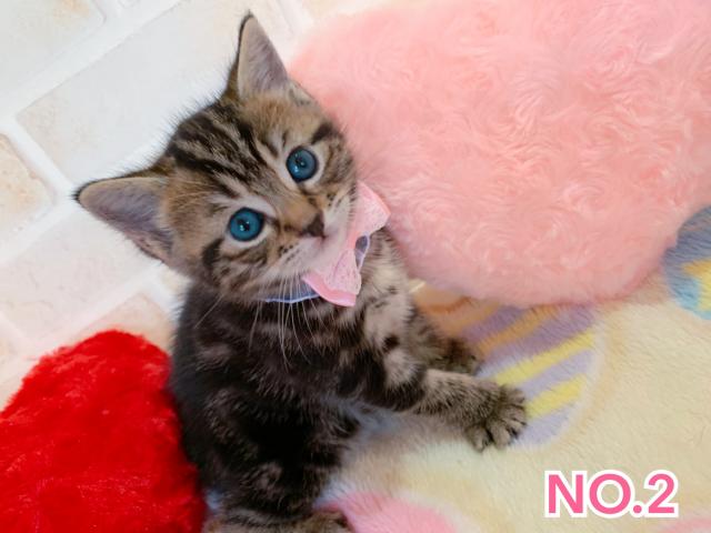 マンチカン足長