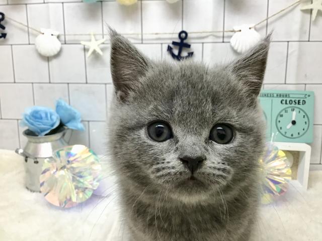 ブリティッシュショートヘア