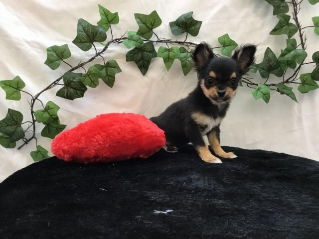 チワワ（ロングコート）