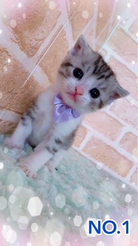 スコティッシュフォールド