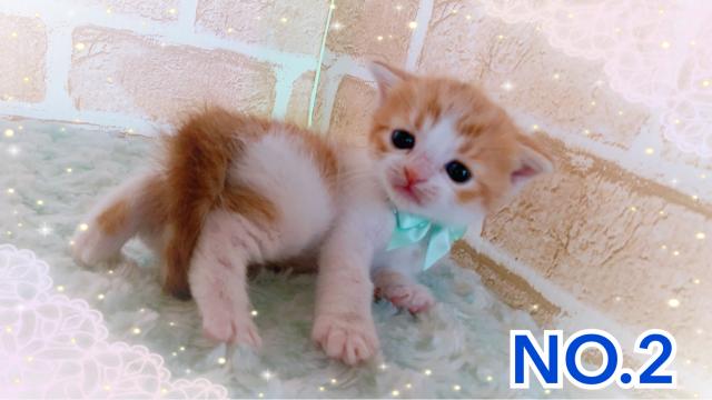 スコティッシュフォールド