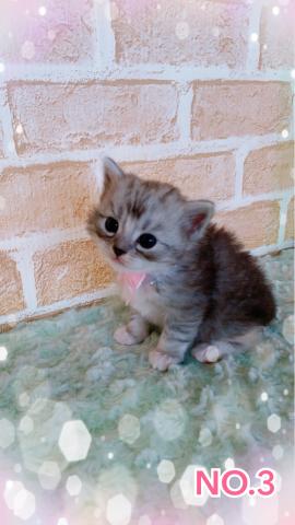 スコティッシュフォールド中短毛