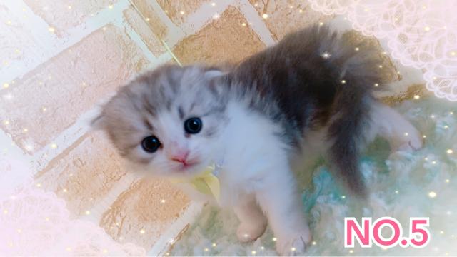 スコティッシュフォールドロング