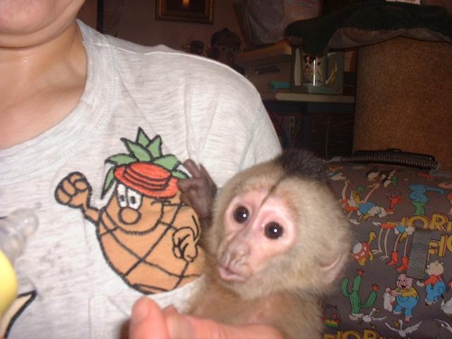 オマキザルのベビー サルの販売 ナキガオオマキザルベビー 子犬や子猫たちのペット販売情報が満載 ペットステーション