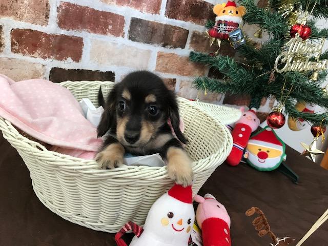 ミニチュアダックスフンド