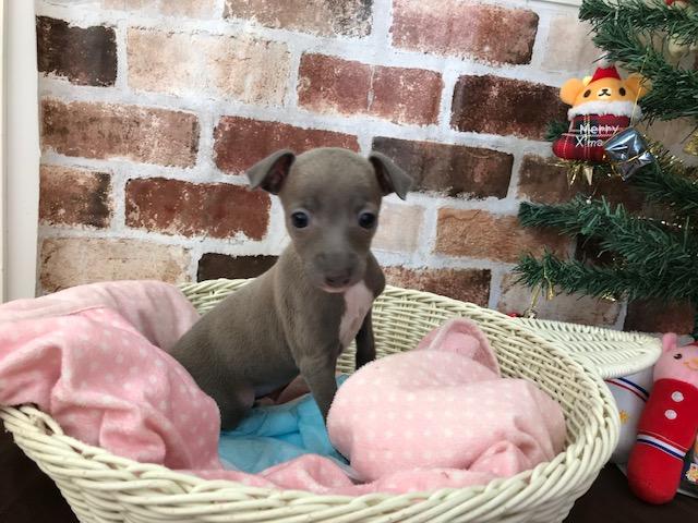 イタリアングレーハウンド